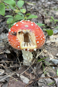 Мухомор, п. Магдагачи, аэропорт