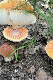 Белый гриб за мухоморами, п. Магдагачи