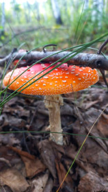 Симпатяга мухомор, Октябрьский район