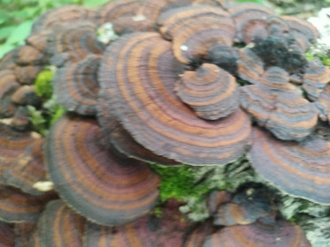 Трутовик, с. Чигири