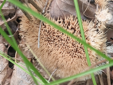 Мухоморы и такими бывают, с. Чигири