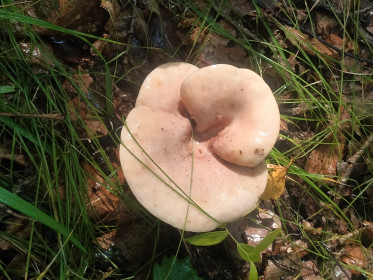 Рядовка розовая, с. Чигири