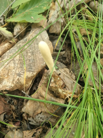 Клавариа дельфус пестиковый, с. Чигири