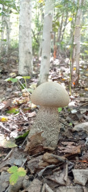 Грибочки в Сергеевском районе