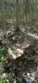 Грузди, с. Сергеевка, Благовещенский округ