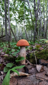 Подосиновик, Октябрьский район