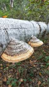 Гриб трутовик, Октябрьский район