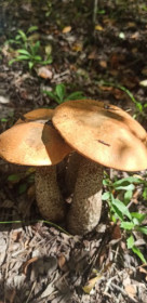 Подберезовик, г. Благовещенск Новотроицкое шоссе