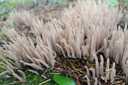 Клавария пурпурная, п. Февральск, Селемджинский район