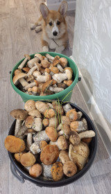 Красноголовики из Зеи