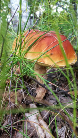 Красавчик беленький, Октябрьский район