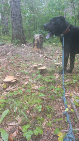 Свинушки, с. Васильевка, Белогорский округ