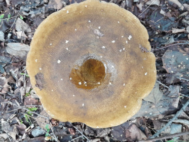 Чёрный груздь, с. Уркан, Тындинский округ