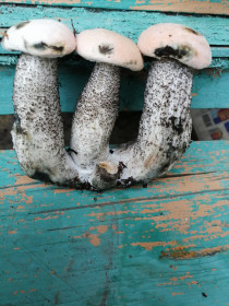 Подосиновики из Завитинского округа