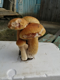 Пучок белых грибов, Завитинский округ