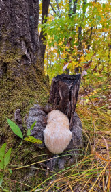 Ежовик гребенчатый, п.Моховая Падь