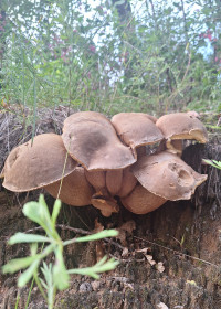 Дружная семейка белых, с. Новинка