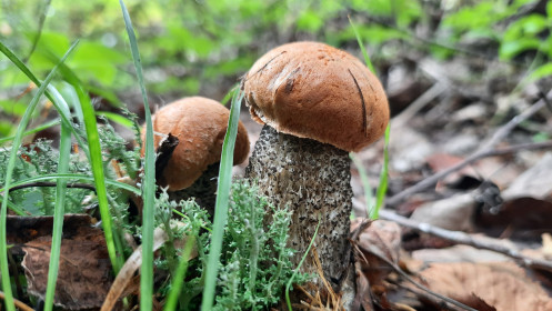 Подосиновики, п. Иса, Селемджинский район