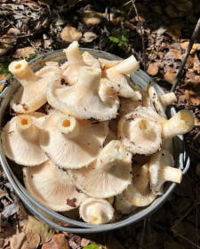 Грузди в Белогорском округе