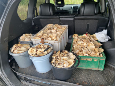 Грузди, Белогорский округ