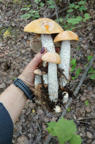 Грибная семейка, пос. Иса