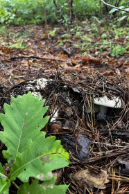 Грузди в Свободном