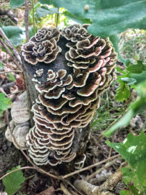 Траметес разноцветный, п. Моховая Падь