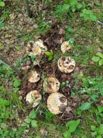 Семейка груздей, с. Малиновска, Шимановский округ