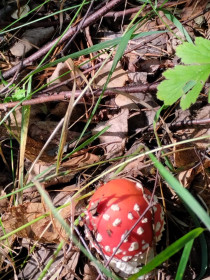 Малыш мухоморчик, с. Малиновка, Шимановский округ