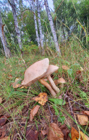 Подберезовики, с. Ромны