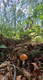 Мухомор в лесу, с. Ромны