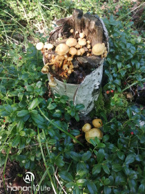 Похоже, это опята, п. Татаул, Тындинский округ