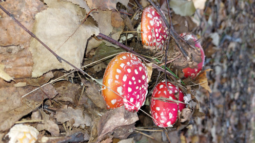 Малыши-мухоморы, лес Новотроицкого шоссе в районе Егорьевки