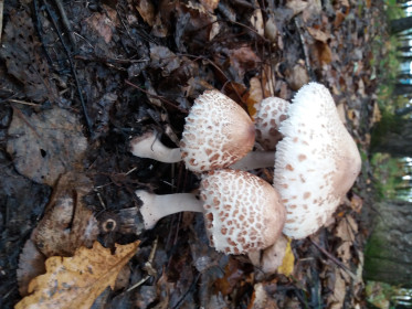 Моя любовь — шампиньон! Лес Новотроицкого шоссе в районе Егорьевки