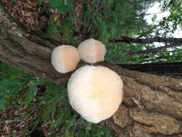 Господин ежовик, п. Плодопитомник