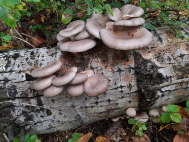 Вешенкина колония, п. Плодопитомник