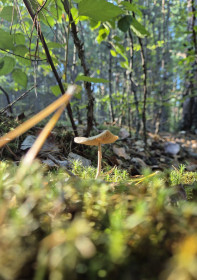 Просто красивые грибочки, с. Новотроицкое