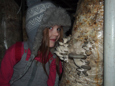 Вешенка фермерская, с. Игнатьево