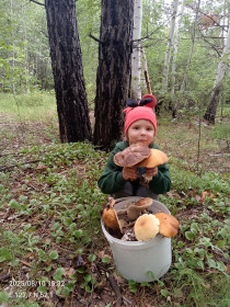 Подосиновики, подберезовики и юный грибник, г. Шимановск