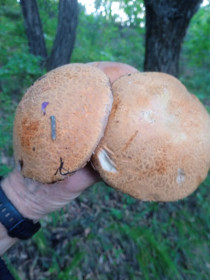 Семья подберезовиков, с. Белогорье