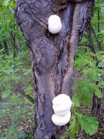 Бородачи, или Ежовик гребенчатый, с. Белогорье