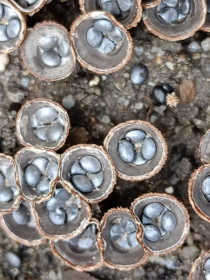 Бокальчики Олла, с. Белогорье