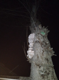 Вешенки у дома, Благовещенск