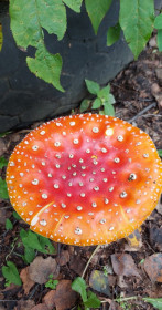 Мухомор, п. Мохоовая Падь