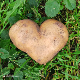 Картофельное сердечко, г. Белогорск