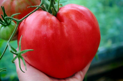 Сеньор Помидор, г. Белогорск