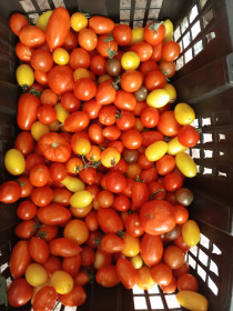 Помидорная корзинка, г. Белогорск