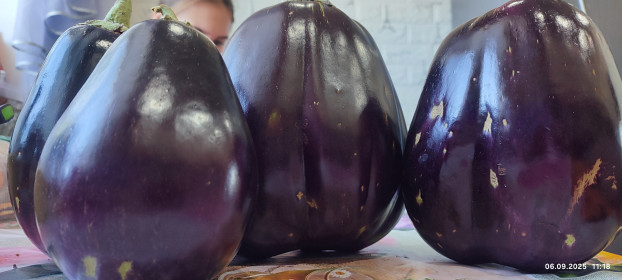 Баклажаны-богатыри, с. Константиновка