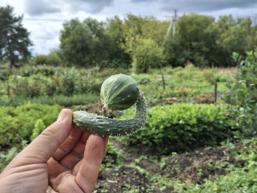 Маленький огурец-змеёныш, г. Благовещенск