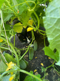 Кеша в огурцах, п. Береговой